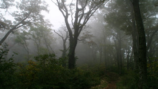 Foggy forest trail bench trees - a foggy forest free wallpaper