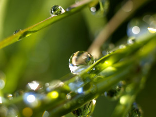 Plant water drops macro bokeh 2 - a close up of a plant free wallpaper