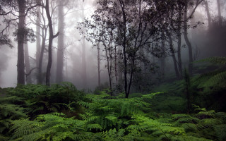 Forest green plants trees foggy - lot free wallpaper