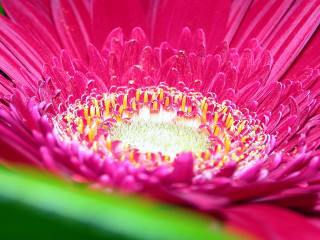 Pink flower green stem yellow - a yellow center in the center free wallpaper