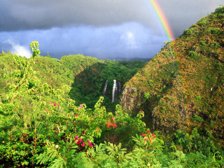 Rainbow waterfall jungle lush flowers - the jungle free wallpaper
