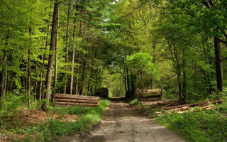 Dirt road forest logs trees - a dirt road in the middle of a forest free wallpaper