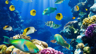 Fish aquarium corals sponges swimming 2 - a large aquarium free wallpaper
