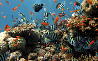 Large group fish coral reef - other fish free wallpaper