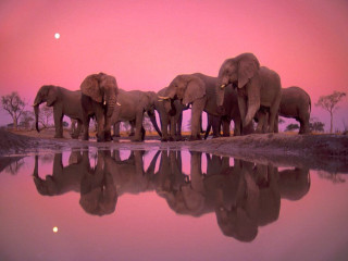 Elephants water sunset pink sky - a group of elephants free wallpaper