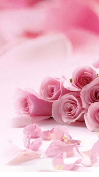 Pink roses white surface scattered - ammi phillips free wallpaper for mobile