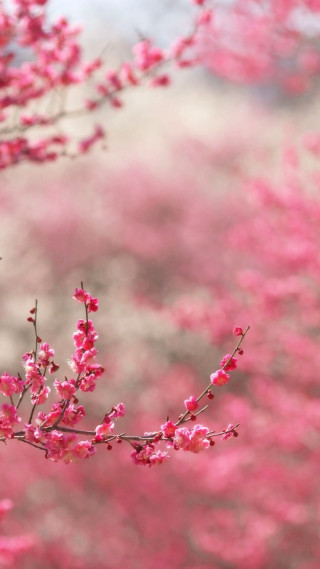 Branch pink flowers foreground blurry 2 - free spring wallpaper for mobile