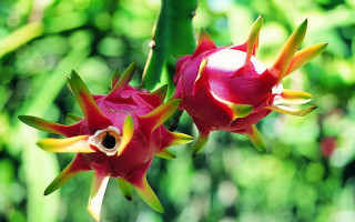 Flower bud forest vibrant nature - summer vibrancy free wallpaper