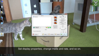 Cat standing cardboard box computer - a picture of a cat free wallpaper