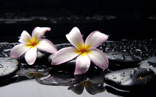 Pink flowers black surface water - two pink flower free wallpaper