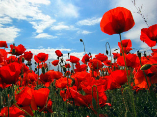 Red flower field blue sky 7 - red flower free wallpaper