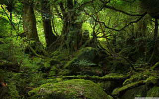 Mossy forest rocks trees ground - mossy free wallpaper for desktop