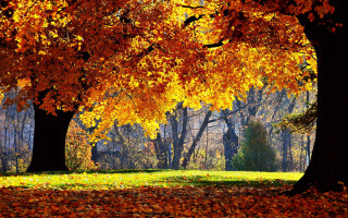 Park trees leaves bench nature 3 - lot of trees free wallpaper