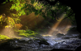 Stream forest sunlight trees water - light ray free wallpaper