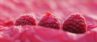 Three raspberries sitting in pink - top of them free wallpaper