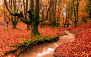 Stream forest fallen tree autumn - fallen free wallpaper