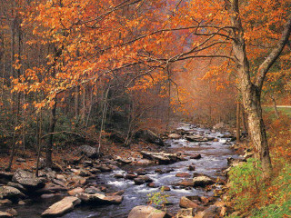 Stream forest autumn bench trees - autumn free wallpaper