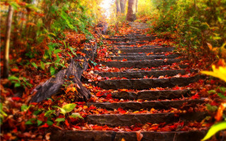 Steps woods leaves ground trees - the ground and trees free wallpaper for desktop