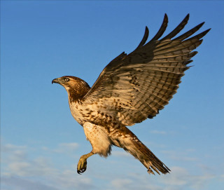 Bird of prey flying wings 7 - a bird of prey free wallpaper