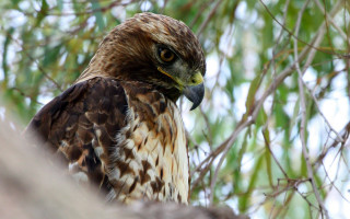 Hawk perched tree camera eye - upper free wallpaper