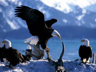 Bald eagles snow lake mountains - ground next free wallpaper