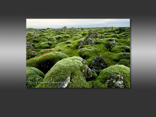 Moss covered rocks plants field - rock free wallpaper