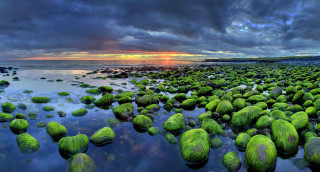 Beach green algae cloudy sky - rock free wallpaper