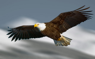 Bald eagle soaring wings spread 3 - spread wide free wallpaper