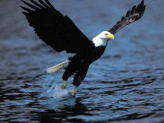 Bald eagle landing water wings 2 - americo makk free wallpaper for desktop