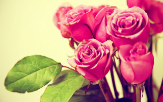 Vase filled pink roses table - a white background behind free wallpaper
