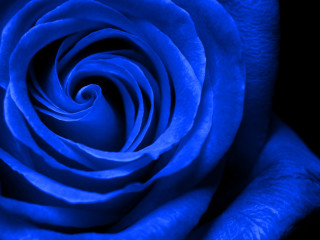 Blue rose closeup neo romanticism - the flower free wallpaper