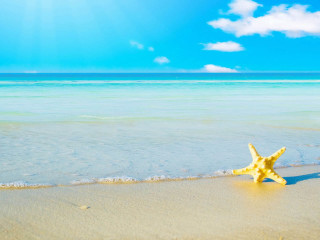 Starfish beach ocean background bright - a starfish free wallpaper for desktop