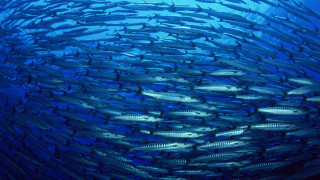 School of fish swimming in 2 - lostfish free wallpaper for desktop