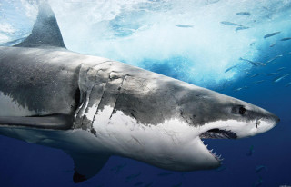 Great white shark mouth open - photoreal free wallpaper
