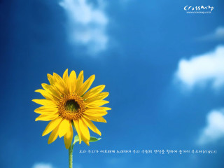 Yellow flower blue sky clouds - a yellow flower free wallpaper