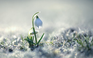 Single flower growing grass snow - a single flower free wallpaper