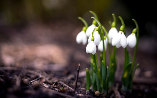 White flowers dirt ground grass - andrey yefimovich martynov free wallpaper