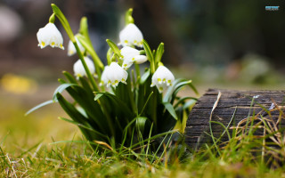 White flowers green field grass - a lush green field of grass next free wallpaper for desktop