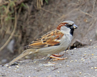 Bird rock bushes dirt grass - rock and grass free wallpaper