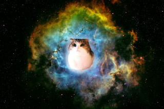 Cat colorful space stars bright - the center free wallpaper