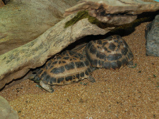 Two turtles hiding under tree - a cave painting free wallpaper