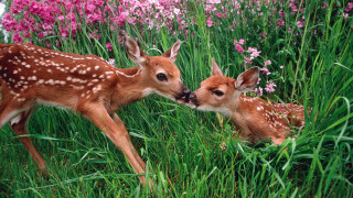 Young deers playing tall grass - flower and grass free wallpaper