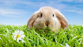 Rabbit flower grass blue sky - adorable free wallpaper