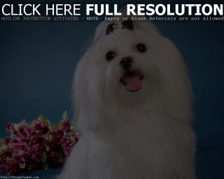 White dog black collar flower - a white dog free wallpaper