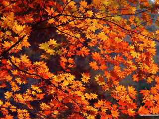 Orange leaves fall blue sky - free autumn wallpaper