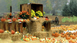 Pumpkins squash field hay bales - fall vibrancy free wallpaper for desktop