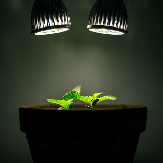 Plant growing pot lights table - free light wallpaper for tablet