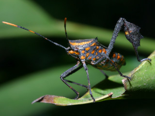 Orange spotted bug leaf green - female free wallpaper