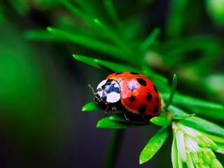 Ladybug green leaf plant nature - a green leafy plant free wallpaper for desktop