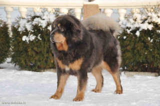 Large dog snow bushes fence - maya free wallpaper for desktop